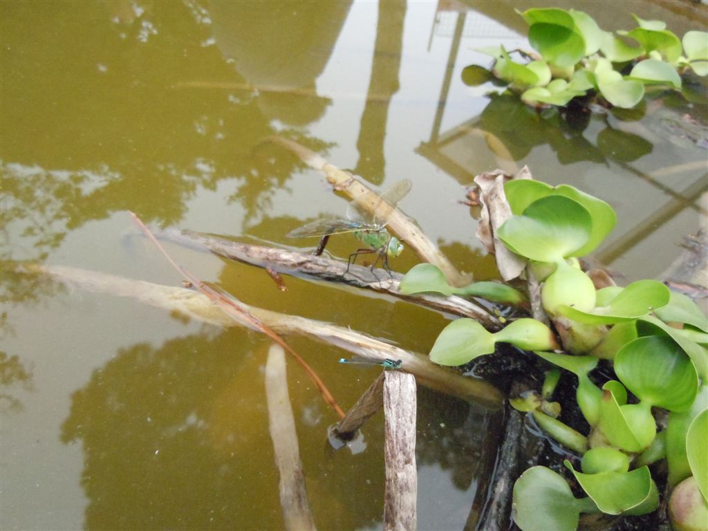 Anax imperator in ovoposizione